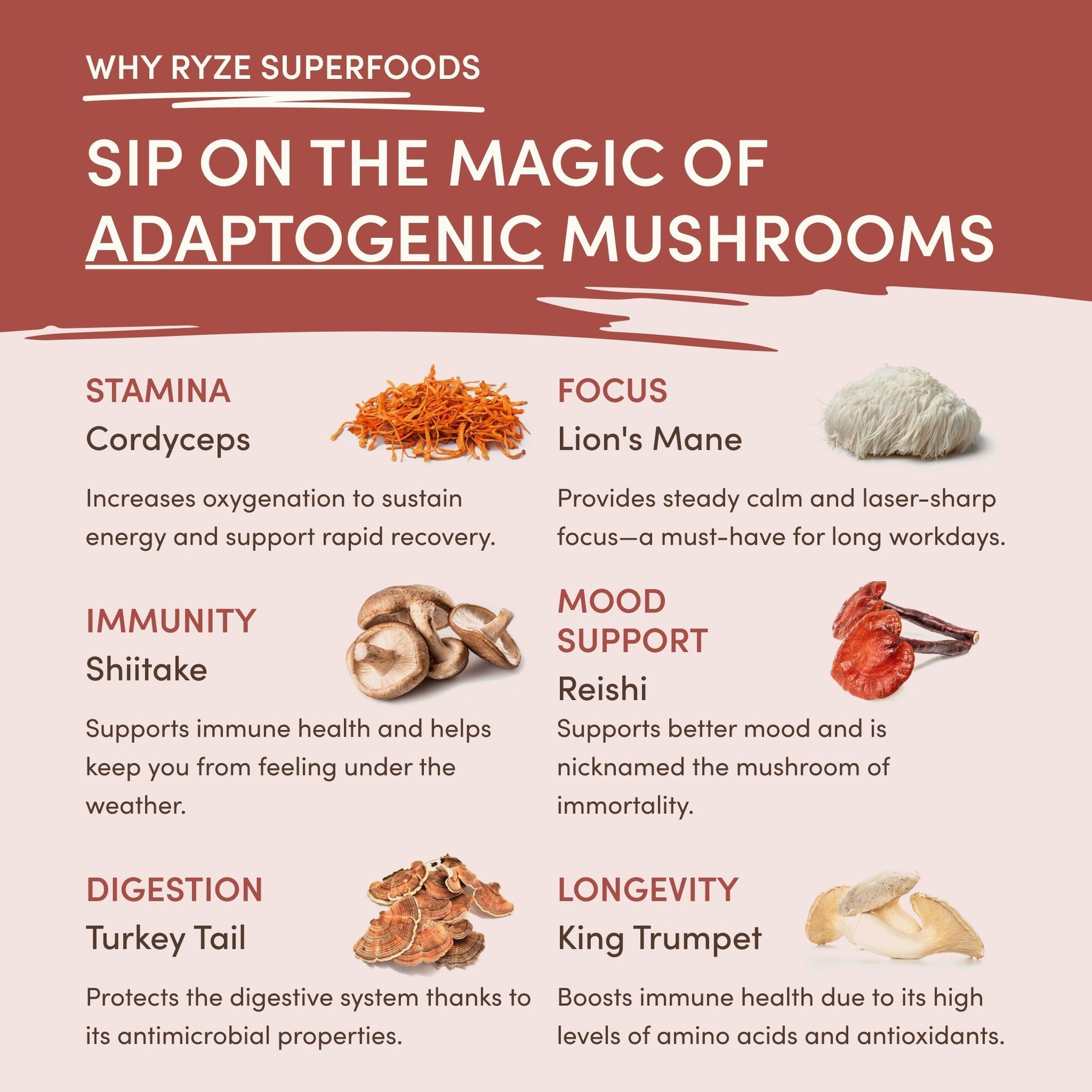 Mushroom Chicory (1 Pack - 30 Servings) - SRD4